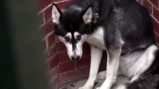 RSPCA Video  The Dog Rescuers Series 2 episode 10 [upl. by Petie318]