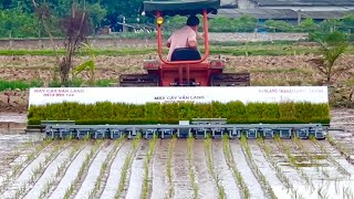 The Biggest Rice Planting in the world  24 rows x 20cm  Van Lang VietNam [upl. by Erdnaet]