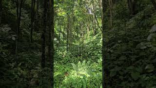 Inside the rainforest of Borneo  Relaxing Jungle Sounds  Shorts for Stress Relief amp Mindfulness [upl. by Joselow511]