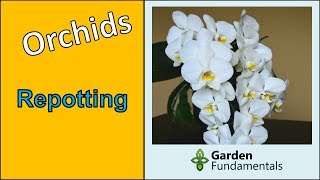 Repotting orchids everything you need to know to keep them healthy and flowering my method [upl. by Navad]