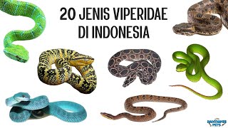 20 Jenis Ular Viperidae di Indonesia [upl. by Hillie653]