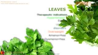 Parsley benefits Medicinal properties of Parsley plant [upl. by Naiva]