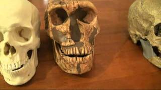 Comparison of Neanderthal CroMagnon and Modern Human Skulls [upl. by Kcirded]