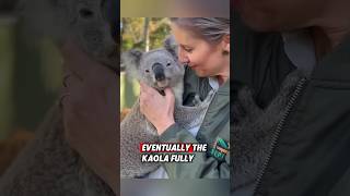 This orphaned koala was lucky to meet a kind man who raised it until it recovered rescue animals [upl. by Alphonsa]