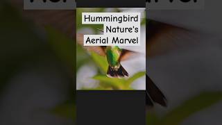 Hummingbird Natures Aerial Marvel [upl. by Aneelak675]