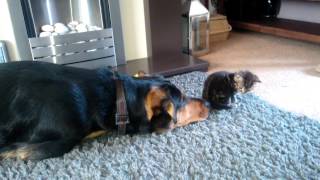 New Zealand Huntaway Dog and KittenKobi and TigerLily Day 2 [upl. by Allehc]