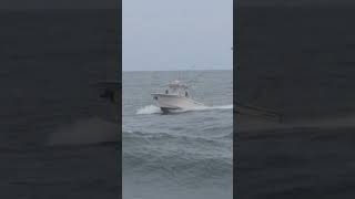 Boat  Grady White Heads Back To Shore Through The Rough Seas [upl. by Enilemme]