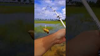 Fishing a Glidebait in Florida rebelangler fishinglure bass largemouthbass bassfishing [upl. by Elizabet]