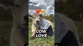 Why a Cow Makes the Perfect Pet Surprising Benefits Revealed cute animals shorts [upl. by Jeanne]