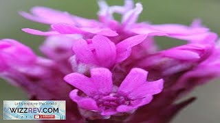 Wildflowers Forever Pink Scatter Garden Seed Mix – Seeds Review [upl. by Obla]