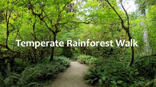 Temperate Rainforest Walk in 4K  Relaxing Nature [upl. by Diao395]