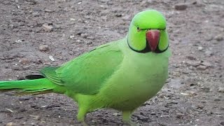 Pretty Indian Ringneck Parakeet •▽• [upl. by Anikal350]