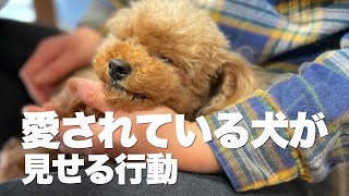 飼い主に愛されている犬が見せてくれる行動 [upl. by Aliuqet]