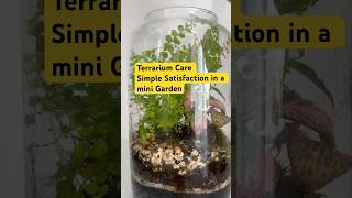 Satisfaction of terrarium care A little garden world you can nurture daily terrariumart garden [upl. by Adorl]