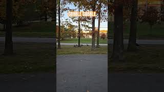 spotted these turkeys running around Portsmouth NH fyp shorts newhampshire turkeyhunting [upl. by Manella834]