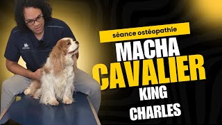 Une séance dostéopathie pour Macha un cavalier king charles [upl. by Ahsieit]