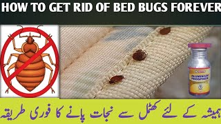 How to Get Rid of Bed Bugs  Bed bugs Treatment UrduHindi [upl. by Kassia]