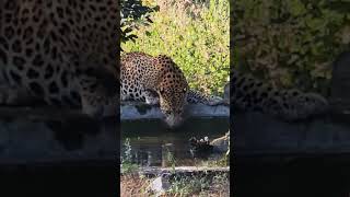 Jhalana Leopard park safari with CP 91 97855 66652 [upl. by Refotsirk]