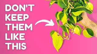 The Truth About Climbing Plants You Need To Know [upl. by Iramaj267]