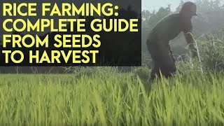 Rice Farming Complete Guide from Seeds to Harvest [upl. by Manuela]