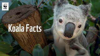 5 Facts About Koalas 🐨  WWFAustralia [upl. by Inram13]