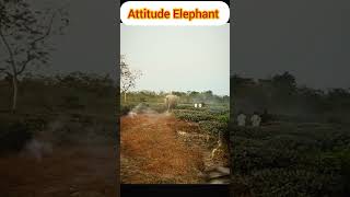 ENGRY Elephant 🐘🐘 remix anime bassboosted animals elephannature babyanimal elephante music [upl. by Cohbert117]