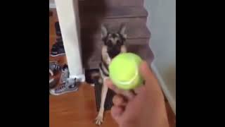 Duke do you want the ball😂 yttrending freefireshorts viral short shorts yt Dogpet [upl. by Enilesor]