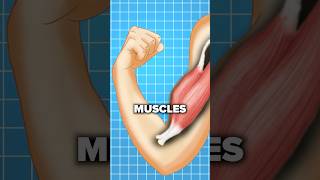 Muscle twitching after a workout Explained [upl. by Notlew]