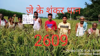 JK 2609 Hybrid dhan ki khetiplot Visit kisan shree vijay poddar [upl. by Adis]