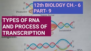 Class 12 biology chapter 6part 9types of RNA amptranscription processby study with farru [upl. by Arinay9]