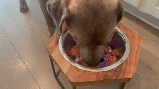 Jaoul Dog Bowl Slow Feeder X Large 7 Inch Cuttable Slow Feeder Bowl Insert Review [upl. by Lune82]