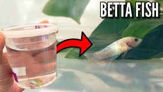 BETTA FISH RESCUED From PET STORE UPDATE [upl. by Mcgrath]