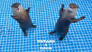 新しいプールに大喜びのカワウソとキレまくるカワウソ Otters Cant Wait to Swim in New Pool [upl. by Sybilla]