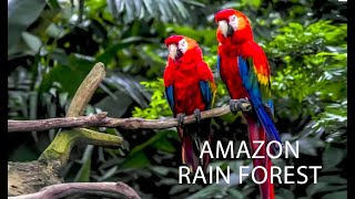 AMAZON RAIN FOREST ആമസോൺ മഴക്കാടുകളിലെ അത്ഭുതം [upl. by Samot]