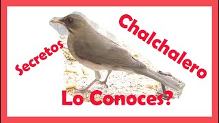 Zorzal Chalchalero  Conocelo  Todo Sobre Este Pájaro  Características Sabia  Guía Completa [upl. by Vasilis979]