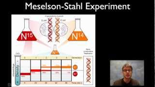 MeselsonStahl Experiment [upl. by Hselin976]