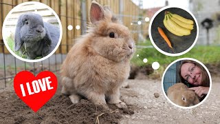 Things bunnies LOVE These activities things and toys will make your rabbit happy [upl. by Mercado]