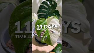 Half Moon Monstera Albo time lapse planttimelapse houseplants [upl. by Aihk40]