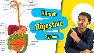 Human Digestive System Explained  What Happens to Your Food After You Eat [upl. by Pascha]