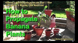 How to Grow Split and Propagate Banana Plants in the UK  Over 1 Year [upl. by Rogers]