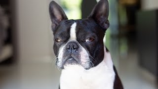 Boston Terrier puppy care guide [upl. by Atnaloj]