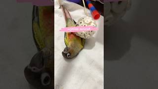 മിട്ടു കുഞ്ഞിന് പുതിയ ബോൾ l It’s My Pet Mittu  My companion petbirds parrotlife petbirdtoys [upl. by Lapointe]