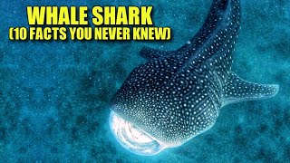 Whale Shark 🦈 10 FACTS Youve NEVER HEARD [upl. by Maurizio495]