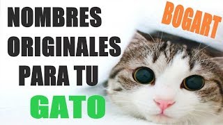 23 NOMBRES ORIGINALES Y BONITOS PARA TU GATO [upl. by Cohl]