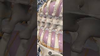 Using Augmented Reality in 3D4 Medical Complete Anatomy App to review Paravertebral Blocks Anatomy [upl. by Desdamonna]