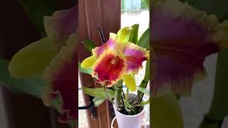 Cattleya Amazing Thailand 😍 Fragrant beauty  каттлея  орхидеи  orchids [upl. by Jaban]