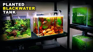 Aquascape Tutorial Glowlight Tetra amp Apistogramma Blackwater Aquarium how to planted tank guide [upl. by Rednasxela119]