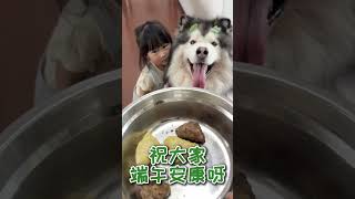 Puppies also eat Zongzi on Dragon Boat Festival Cuteness Project Cuteness is in my home Alask [upl. by Eggett]