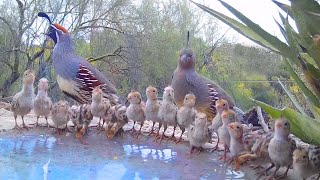 19 Quail Chicks Drinking on a Hot Day [upl. by Allemahs349]