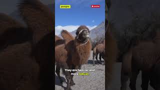 Camel With Two Humps🐫  Bactrian Camel in Extreme Cold❄️ [upl. by Eelessej]